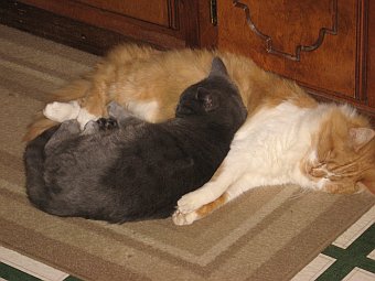 two happy cats