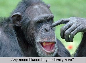 chimp in your family?