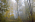 thumbnail of Forest background
